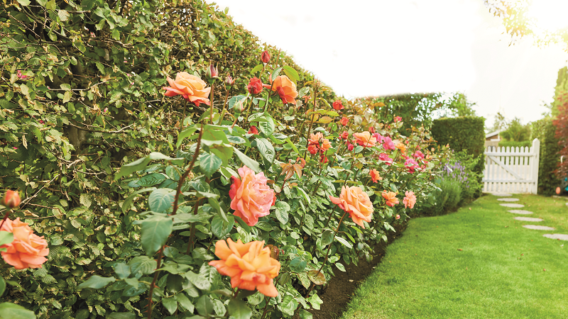 Rose Garden Tribute Cropped