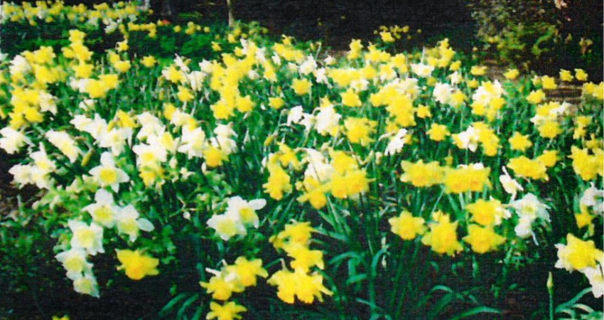 Swanley For Website